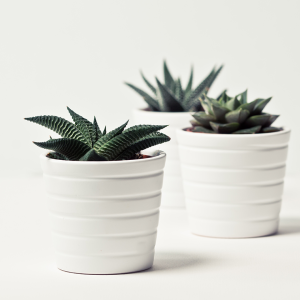 Plant Pots Set