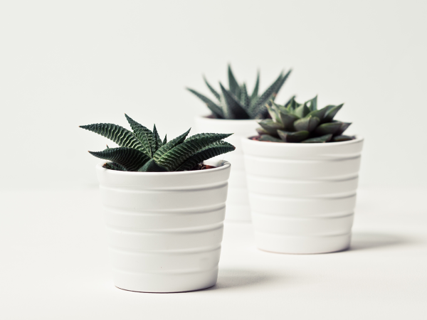 Plant Pots Set